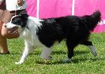 Cães