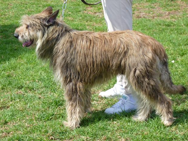 Cão de Pastor da Picardia
