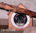 Chinchila <i>(Chinchilla laniger)</i>