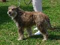 Cão de Pastor da Picardia