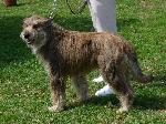 Cães