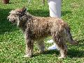 Cão de Pastor da Picardia