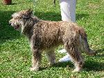 Cães