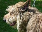 Cães
