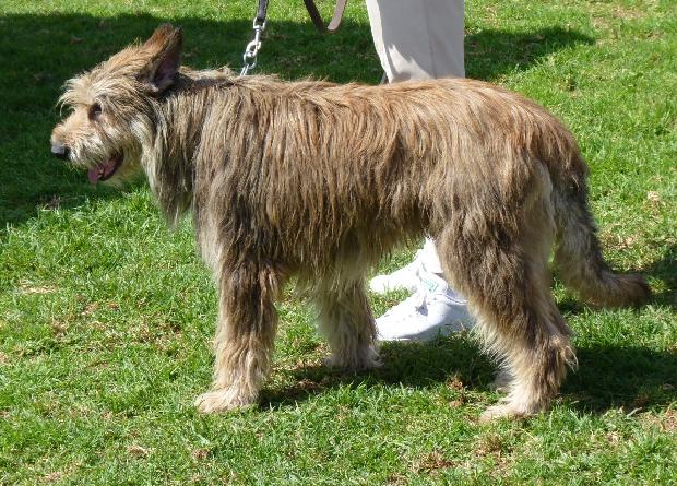 Cão de Pastor da Picardia