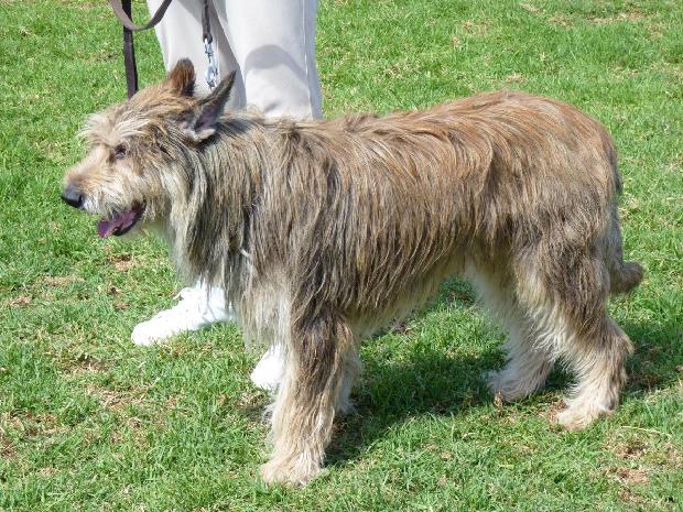 Cão de Pastor da Picardia
