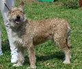 Cão de Pastor da Picardia