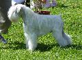 Schnauzer Miniatura Branco