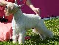 Schnauzer Miniatura Branco