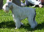 Cães