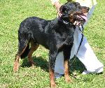 Cães