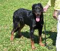 Cão de Pastor de Beauce
