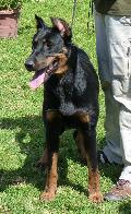 Cão de Pastor de Beauce