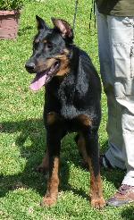 Cães