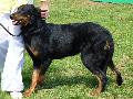 Cão de Pastor de Beauce