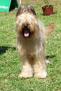 Cão de Pastor de Brie