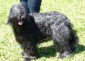 Cão de Pastor de Brie