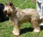 Cães