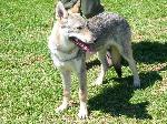 Cães
