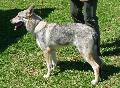 Cão Lobo Checoslovaco