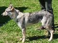 Cão Lobo Checoslovaco