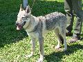 Cão Lobo Checoslovaco