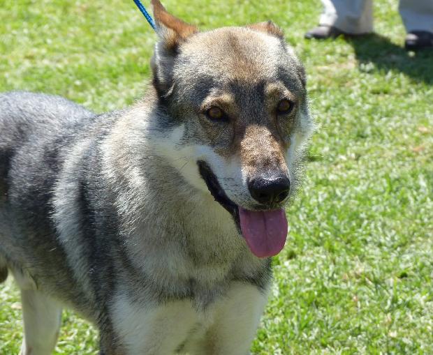 Cão Lobo Checoslovaco