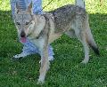 Cão Lobo Checoslovaco
