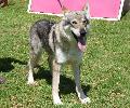 Cão Lobo Checoslovaco