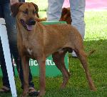 Cães