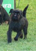 Griffon Belga