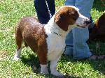Cães