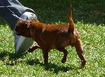Cães