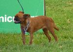 Cães