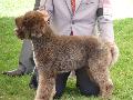 Lagotto Romagnolo