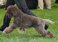Lagotto Romagnolo