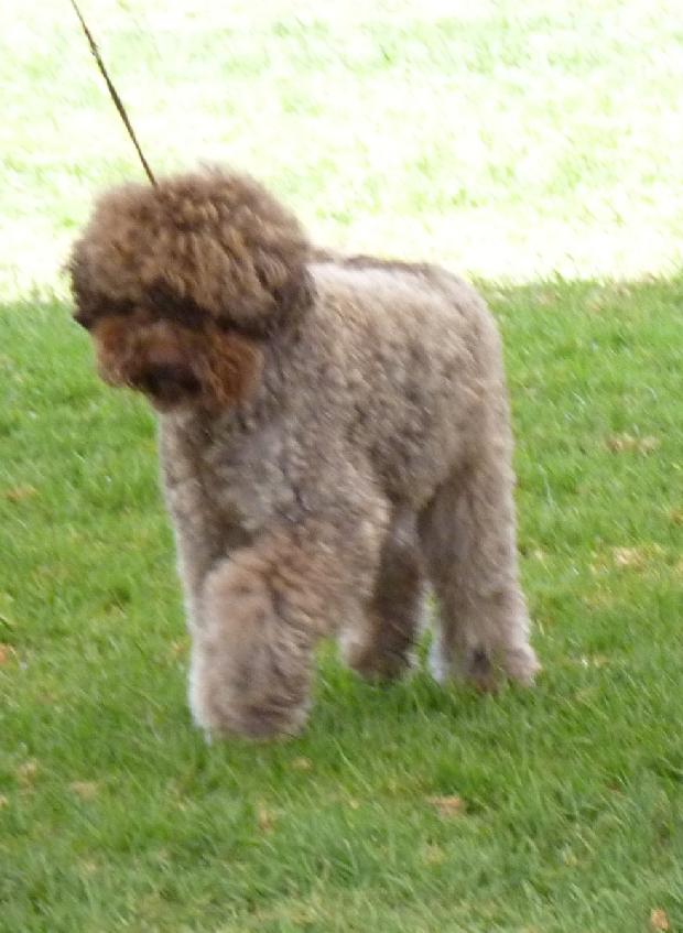 Lagotto Romagnolo