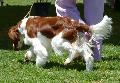 Welsh Springer Spaniel