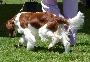 Welsh Springer Spaniel