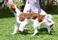Welsh Springer Spaniel