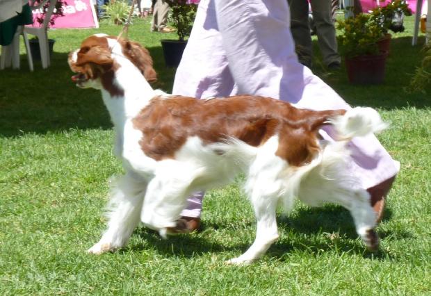 Welsh Springer Spaniel