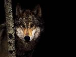 Animais selvagens