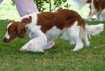 Cães