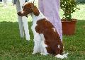 Welsh Springer Spaniel