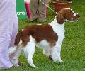 Welsh Springer Spaniel