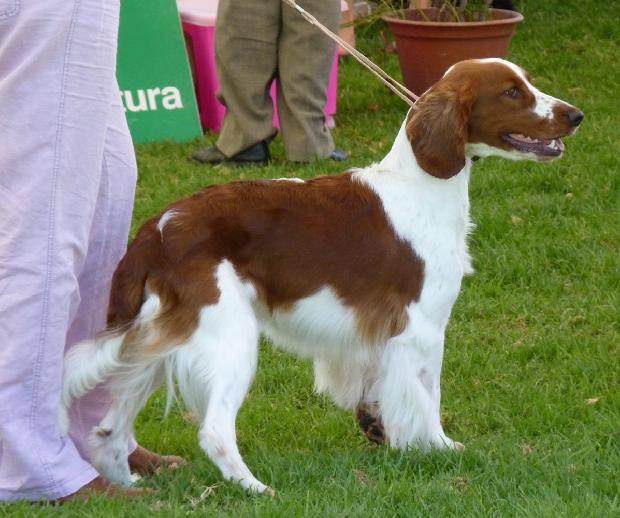 Welsh Springer Spaniel