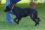 Cães