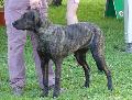 Cão de Castro Laboreiro