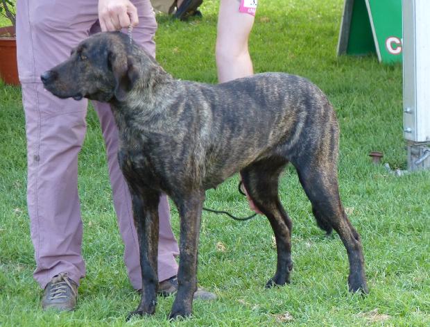 Cão de Castro Laboreiro
