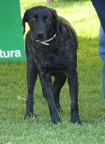 Cão de Castro Laboreiro
